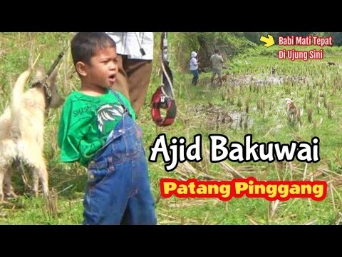 Buru Babi Di Muaro Bodi Sijunjung ( Ajid Bakuwai Dengan Penuh Semangat )