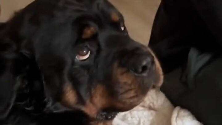 Anjing kecil yang hanya suka bermain dengan perempuan! (Bagian 2)