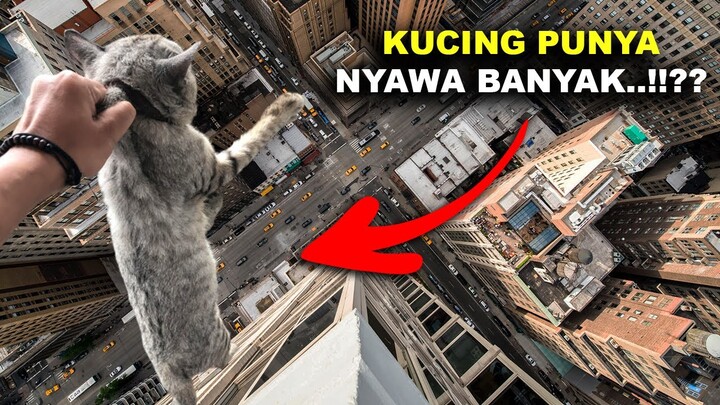 MARI BUKTIKAN..!! Apakah Kucing Benar - Benar Memiliki 9 Nyawa..??? #YtCrash