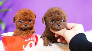 Top 10 Miniature & Teacup Dog Breeds