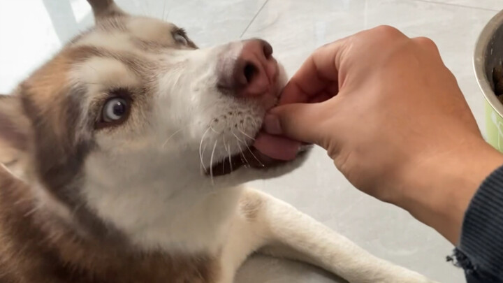 Make the goofy dog eat only one kibble at a time—this is driving it crazy!