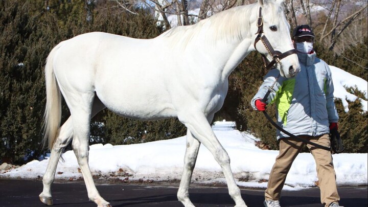 คลิปผสมพันธุ์ม้า Gold Ship กับแม่พันธุ์ West Rose ที่น่ายินดี 5 วินาที