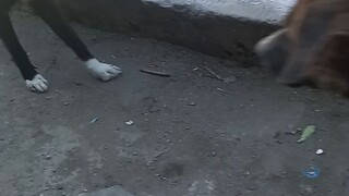 Napaka Angas😅🤣