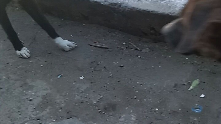 Napaka Angas😅🤣