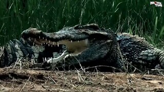 ক্রোকোডাইল র্যাম্পেজ CROCODILE RAMPAGE - Hollywood Bangla Dubbed Movie _ Ac_HD