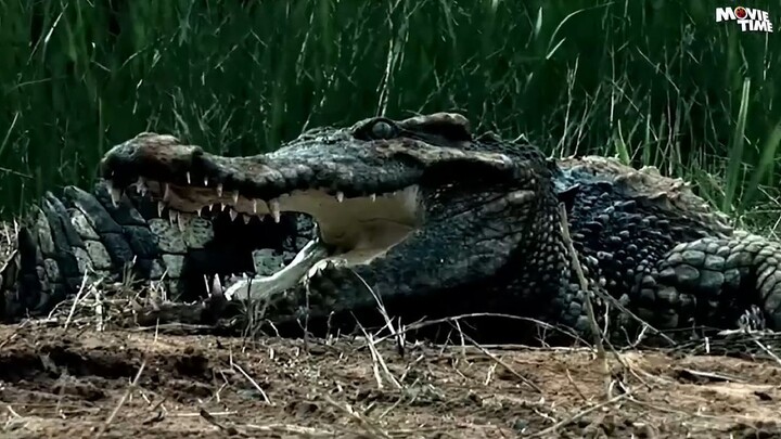 ক্রোকোডাইল র‌্যাম্পেজ CROCODILE RAMPAGE - Hollywood Bangla Dubbed Movie _ Ac_HD