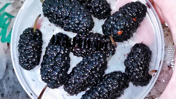 Saat kumbang kecoa diberi makan ini, dalam 5 detik langsung mendidih! Seru banget!