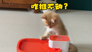 Mèo con liên tục làm đổ chậu nước, hóa ra nguyên nhân lại là…