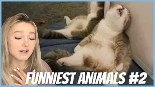 Try Not To Laugh CHALLENGE - Funniest Animals #2 REACTION!!!