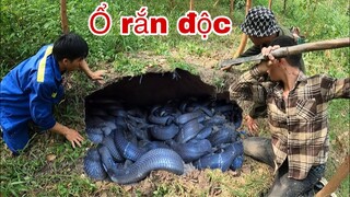 Nghỉ Chân Núc Đi Săn Thành Viên Tem Suýt M.ất M.ạng Vì Ngồi Lên Ổ Rắn Hổ Mang