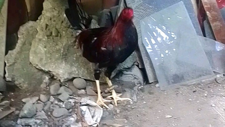 DMCA Backyard Breeder..stag 6mnth old🐓🐓