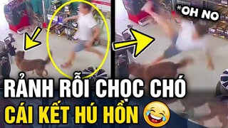 Những sự cố hài hước với mấy con 'CỜ HÓ' khiến khổ chủ phải 'KHÓC THÉT'