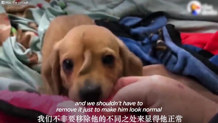 بعد أن طالت ذيله حتى رأسه، تم التخلي عن الكلب...