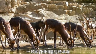 A black panther quietly approached the antelope herd, and the antelopes drinking water were startled