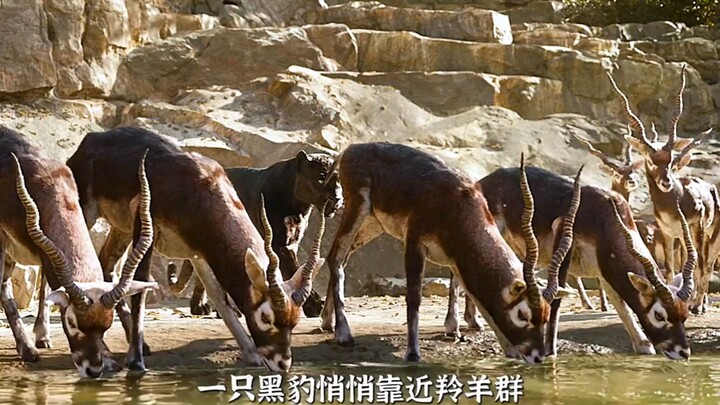 A black panther quietly approached the antelope herd, and the antelopes drinking water were startled