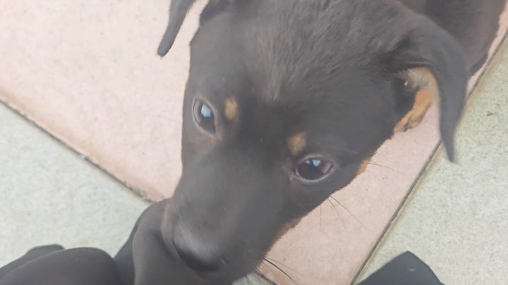 فيديو طويل، الروتين اليومي في معبد داو. [خروج الروح من الجسد] كنت أنوي إرساله للمشاركة، لكنني أعتقد 