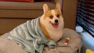 Hotel ini benar-benar ramah terhadap anjing, bahkan aku pun ikut iri