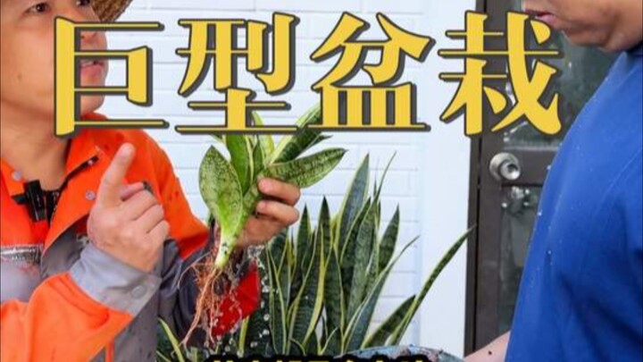 จะจัดการกระถางต้นไม้ขนาดยักษ์อย่างไรให้ดูดี?