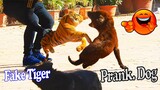 Best Prank Video - Fake Tiger vs Real Dogs Very Funny With Surprise Scary Reaction