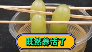 成功了，成功了，培育成功了