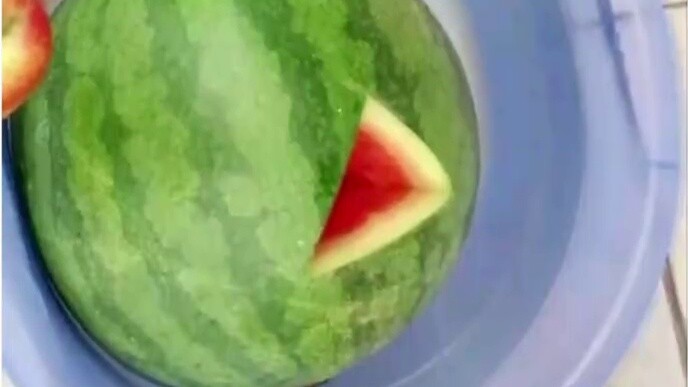 Bosnya jago banget cara petik semangka🍉