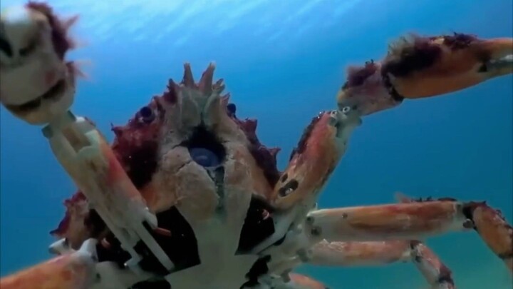 🦀 Fakta unik kepiting one piece