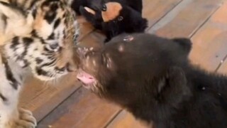 The little bear bit the little tiger's ear, and even the keeper couldn't stop it.