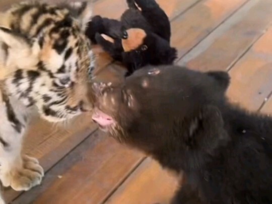 The little bear bit the little tiger's ear, and even the keeper couldn't stop it.