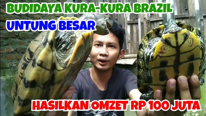 BUDIDAYA KURA-KURA BRAZIL CEPAT BERTELUR || PEMUDA ASAL SOLO HASILKAN OMZET 100 JUTA DARI KURA KURA