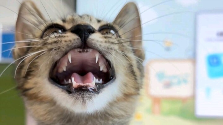 The kitten is all tattered and torn, Dad, I’m just mending it up.