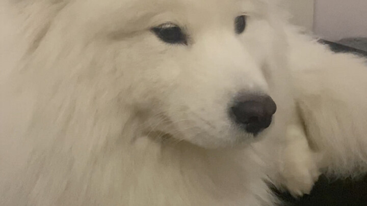 Samoyed sudah tidak jadi