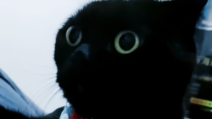 Kumpulan suara panggilan Chitose!