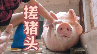 搓一个又大又圆的大猪头