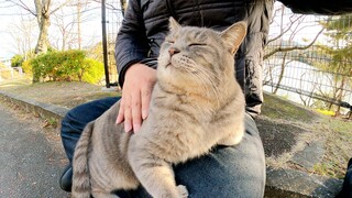 Mèo béo xám muốn cưỡi lên chân người