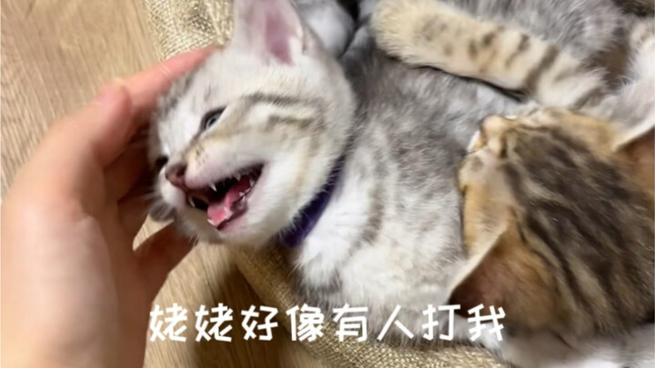 "Felines Are Very Alert When They’re Sleeping"