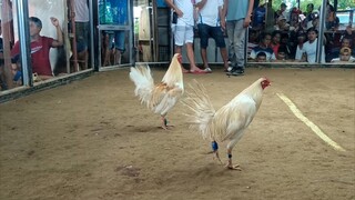 My first Win from my Conditioned Roosters. 2 rooster wins!