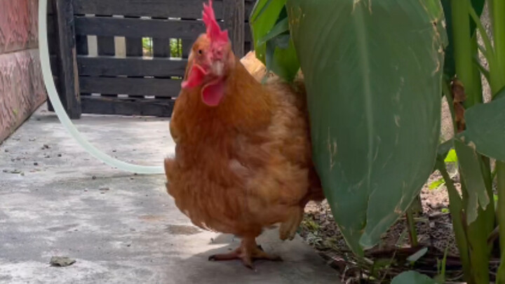 How to call a chicken over
