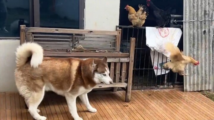 Apa yang akan terjadi kalau anjing dan ayammu dibiarkan berdekatan?