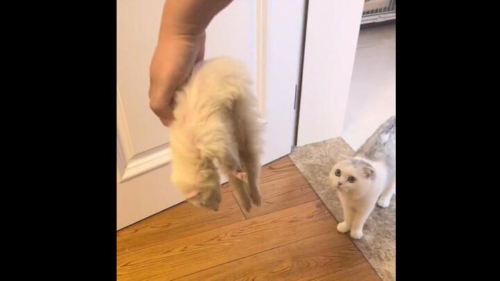 When the cat sees its best friend pass away~