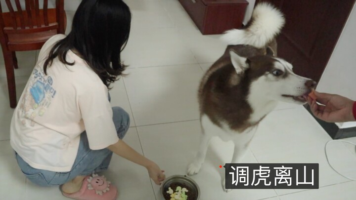 Husky: This clever ploy to lure the tiger away is brilliant!