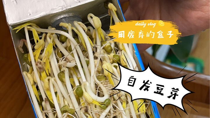 ถั่วงอกที่ปลูกเองเอามายำกับแครอท อร่อยมากเลย!