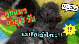 scottish fold kittens ลูกแมวน่ารัก scottish fold