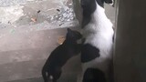 Cat bullies the Dog!