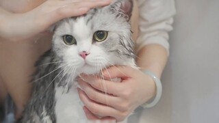 I challenged myself to wash 5 cats in one go, but I was exhausted after washing only 3. What a terri