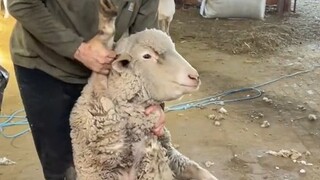The whole process of sheep shearing: from struggle to acceptance, and finally even a little enjoymen
