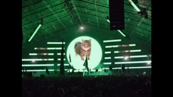 oiia oiia猫锐舞😺😹