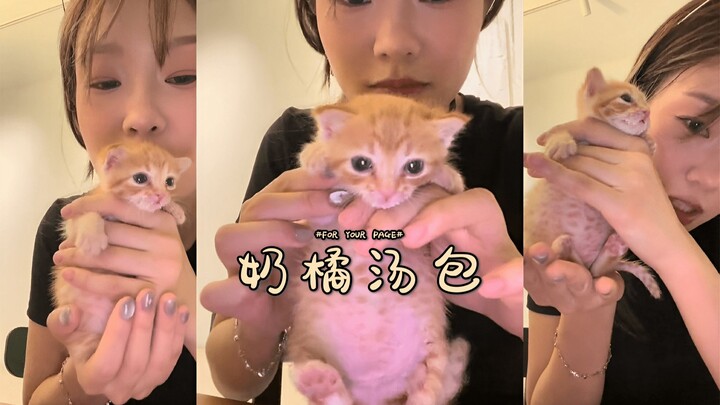 Si kucing oranye kecil yang minum secangkir penuh sup 😂