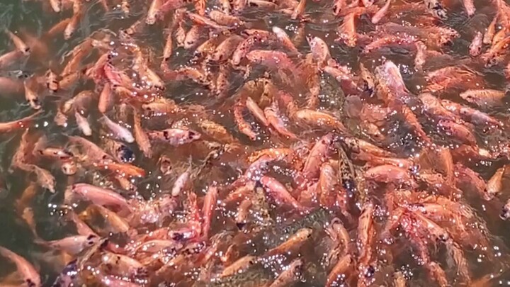 petani ikan nila wko