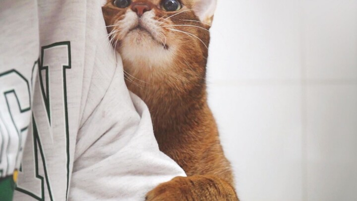 Kucing Super Lengket yang Terkenal di YouTube dan Keluarganya