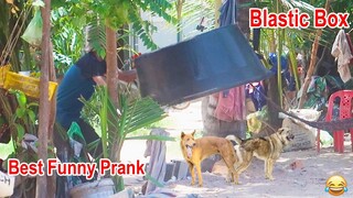 Wow!! Best Funny Prank Super Huge Plastic Box Prank Dog Very Funny Try not to Laugh